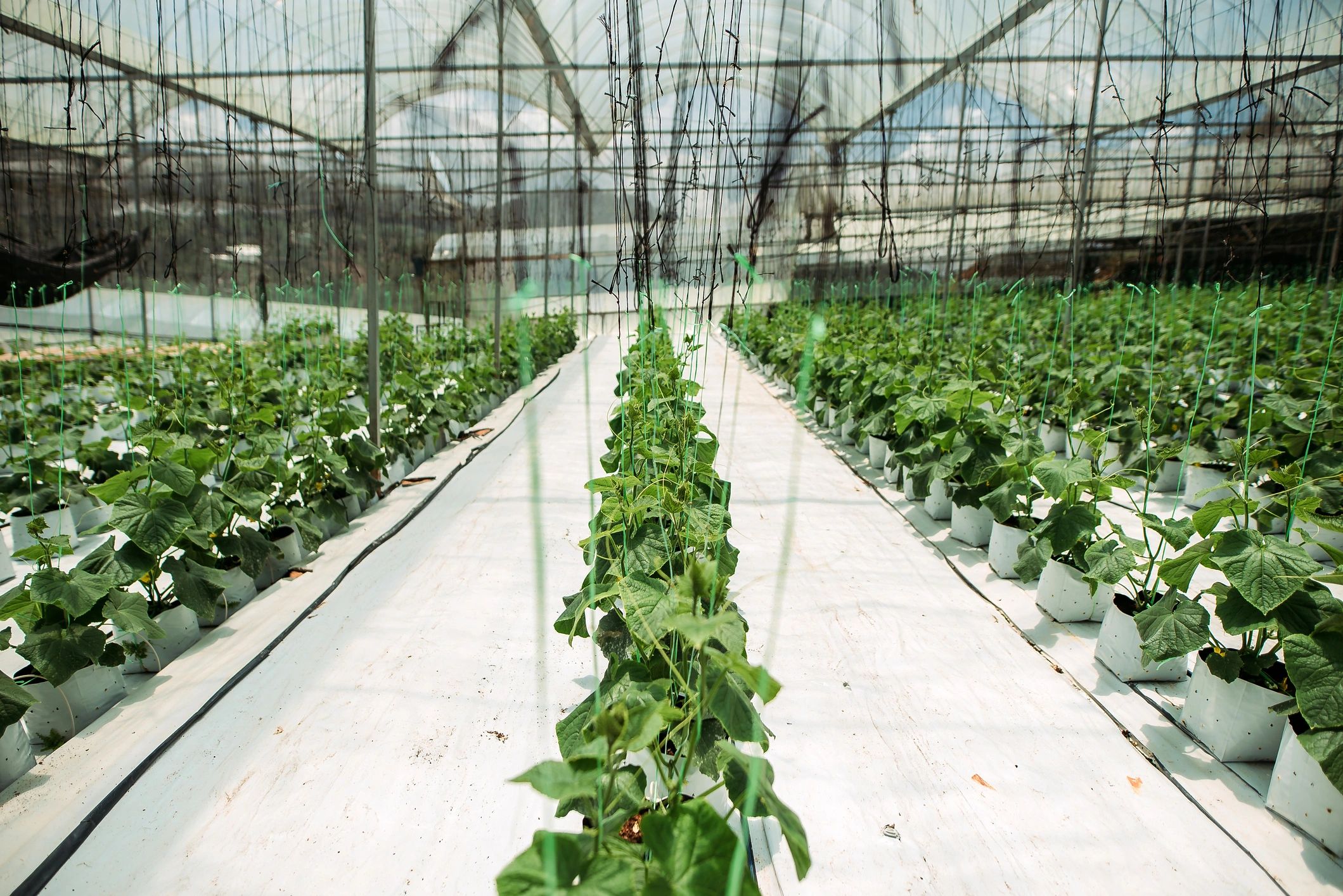 Lush greenhouse plants representing a wellness escape close to nature