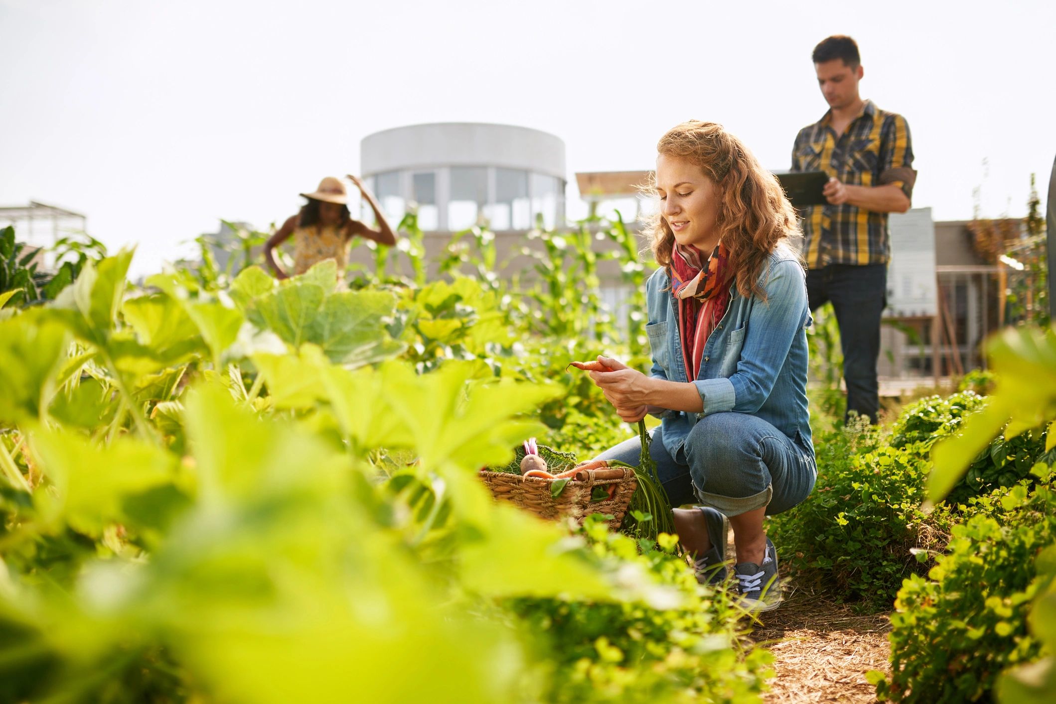 Farm team harvesting fresh produce together